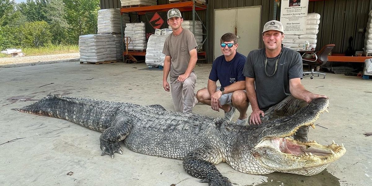Mississippi gator hunters bag a record-setting leviathan after a 7-hour battle: 'It was pandemonium. It was chaos.'