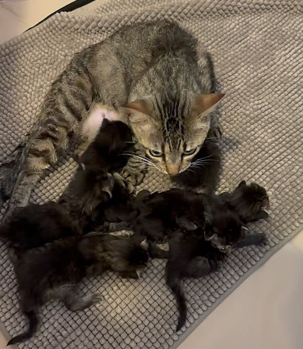 cat tabby daisy kittens