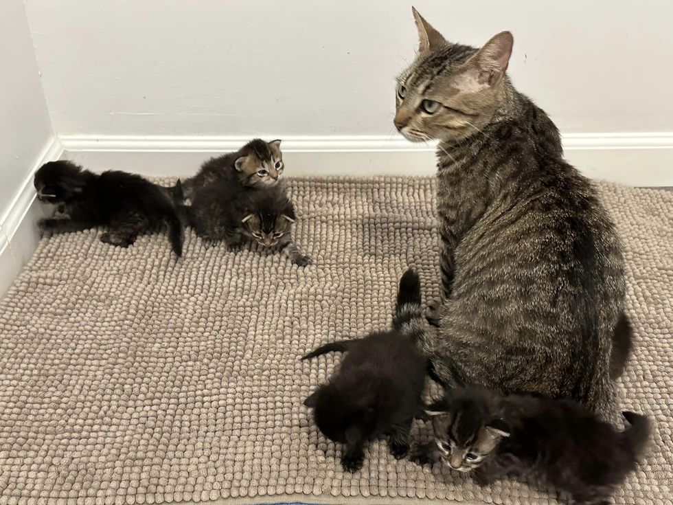 sweet tabby cat mom kittens