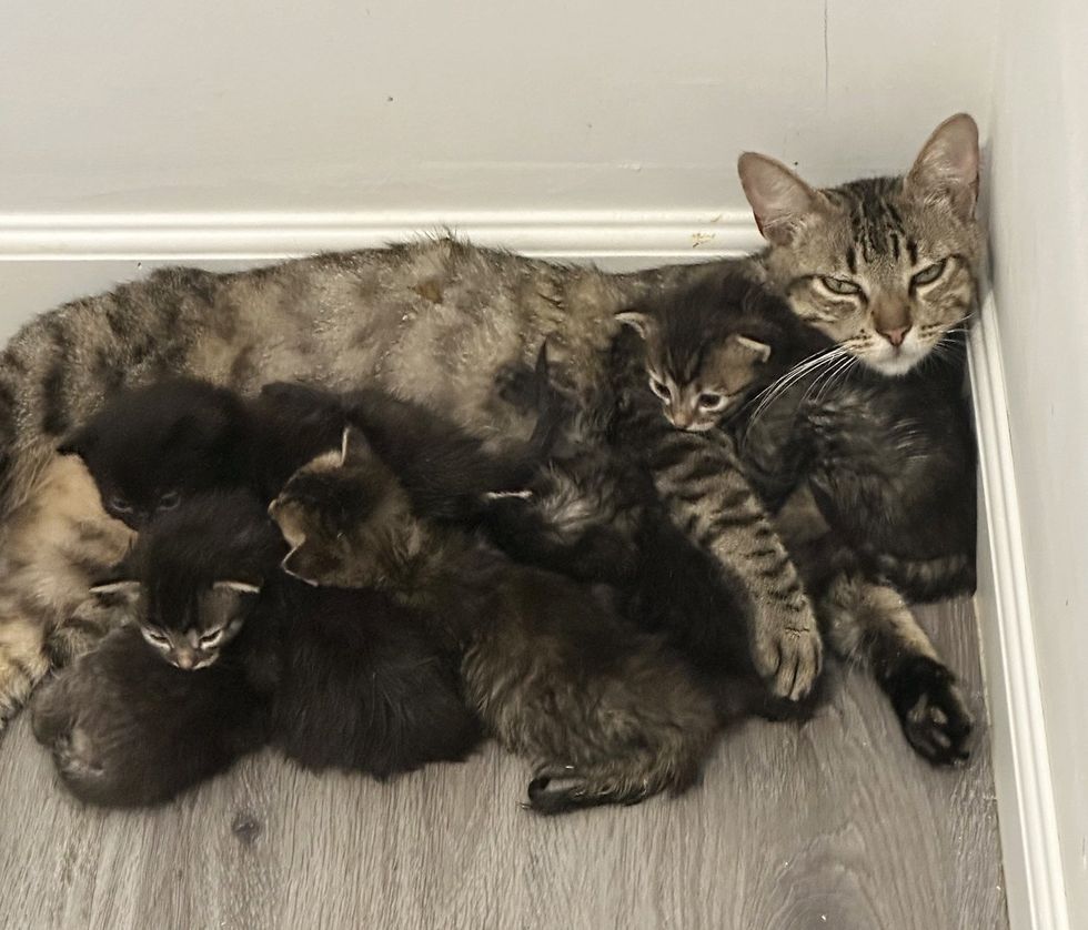 cat mom snuggling kittens