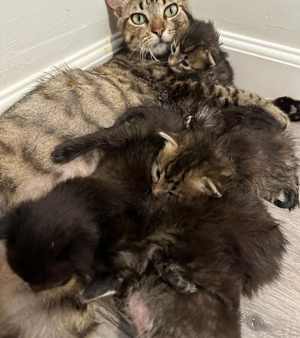 sweet cat nursing kittens