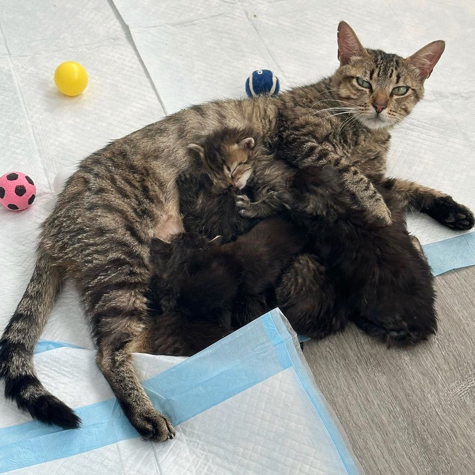 cat snuggling kittens