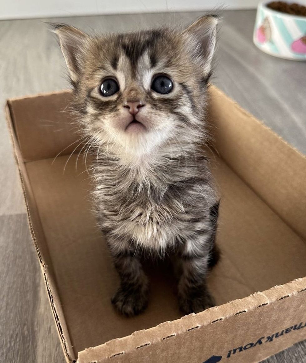 sweet tabby kitten