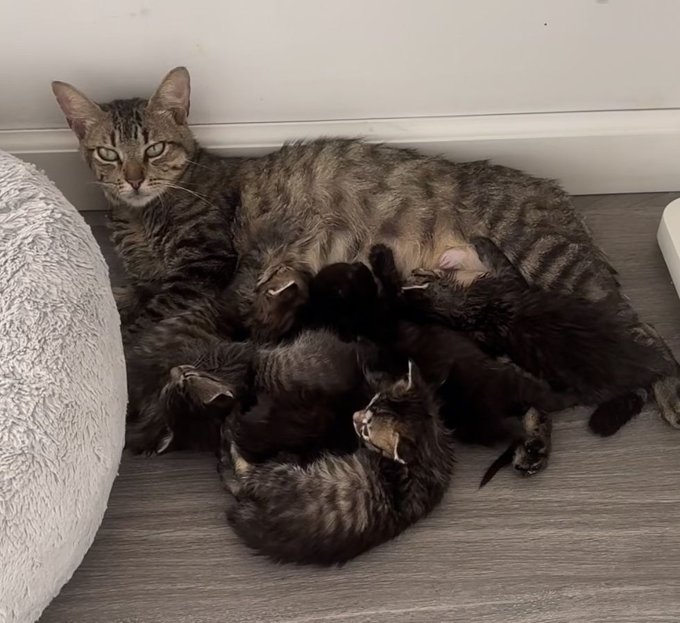cat nursing kittens tabbies