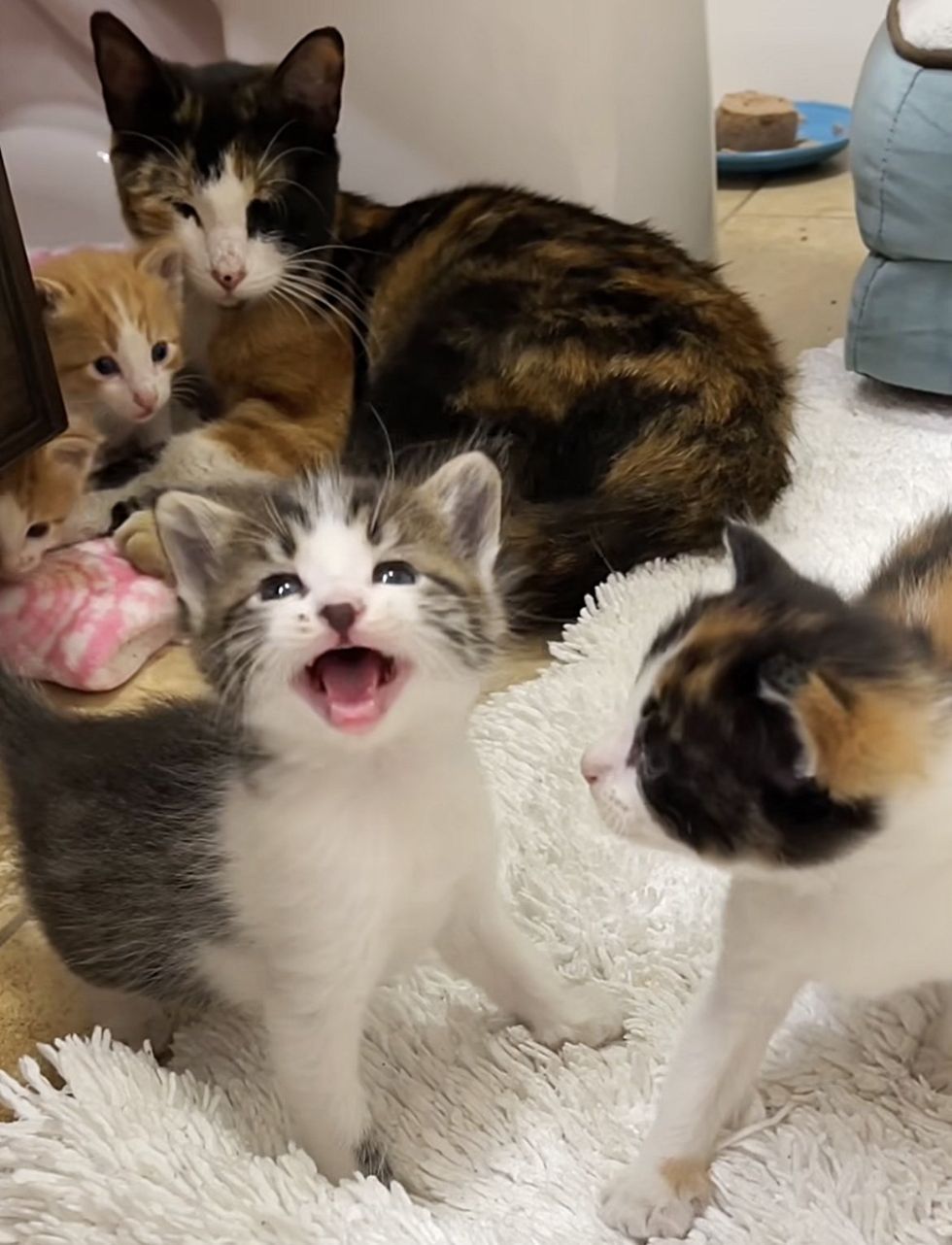 cat mom calico kittens