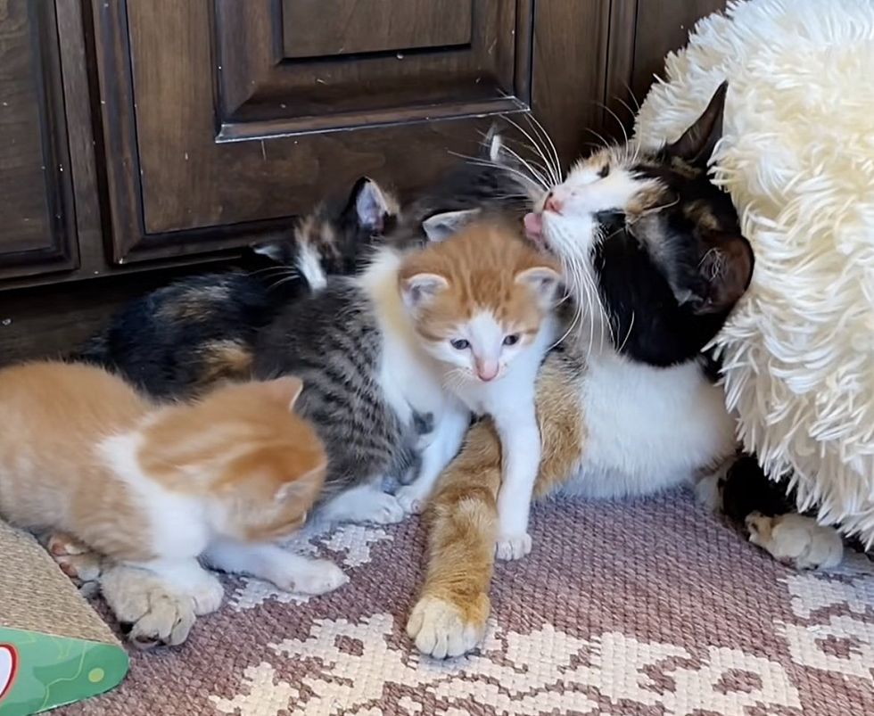 sweet cat mom kittens