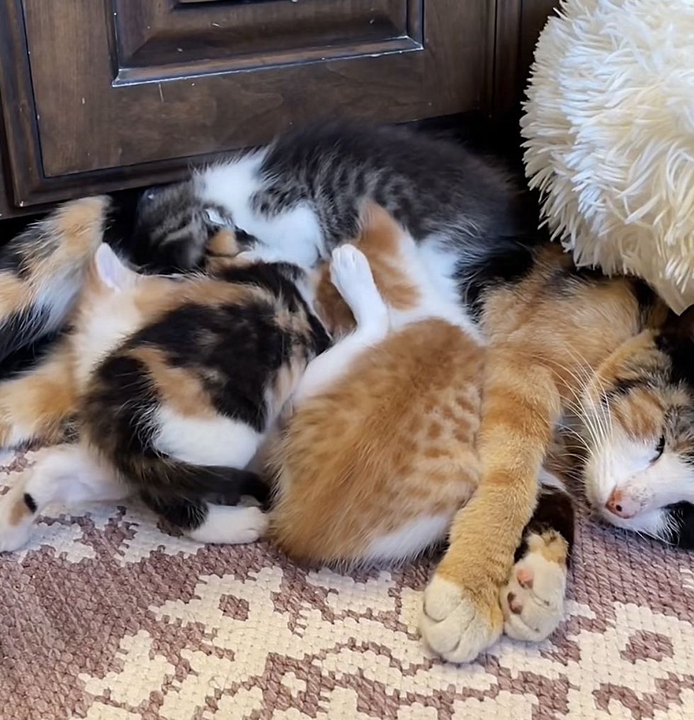 sleeping cat mom kittens