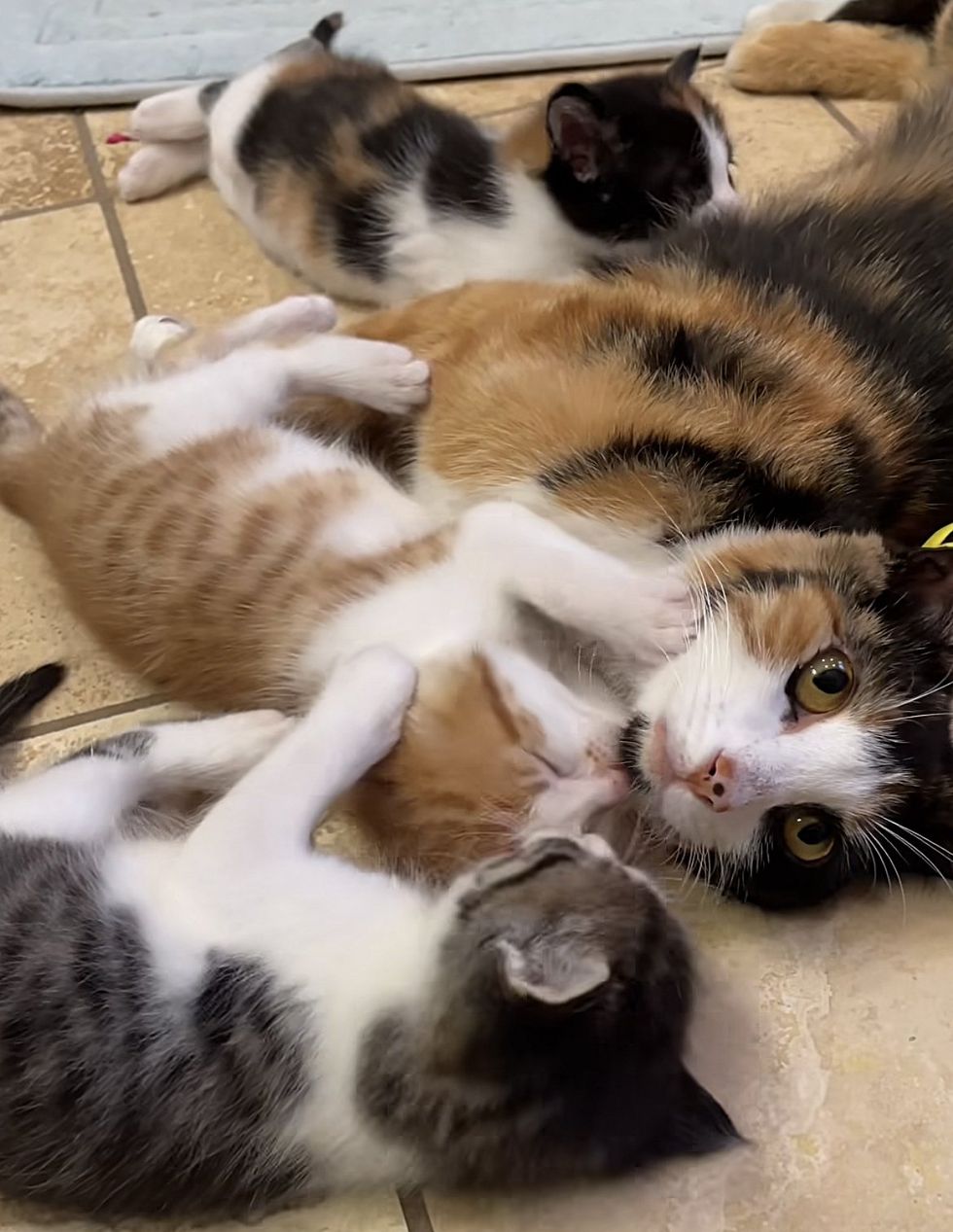 sweet cat mom kittens