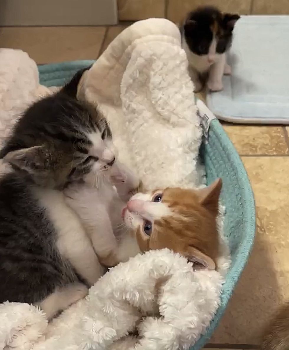 playful kittens bed
