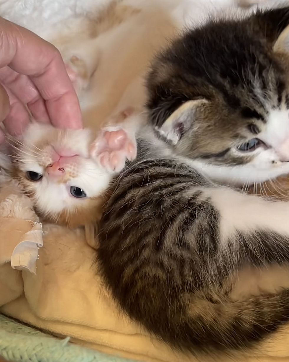 adorable kittens fluffy