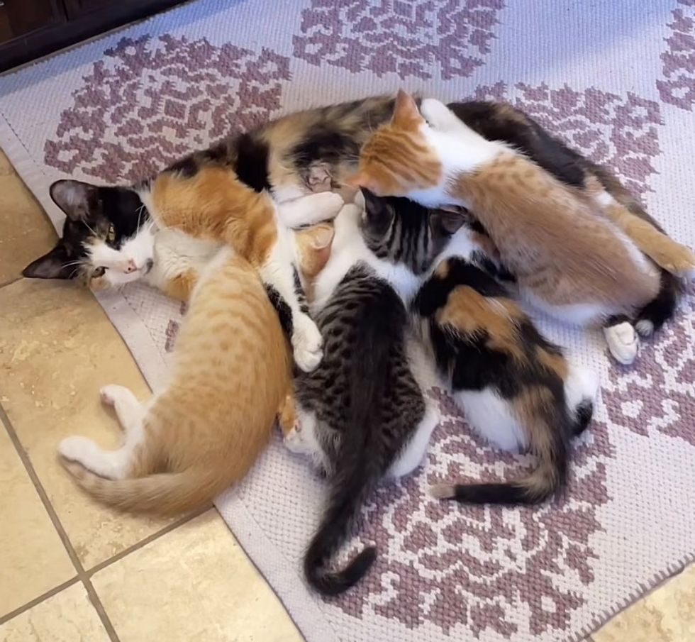 sweet cat nursing kittens