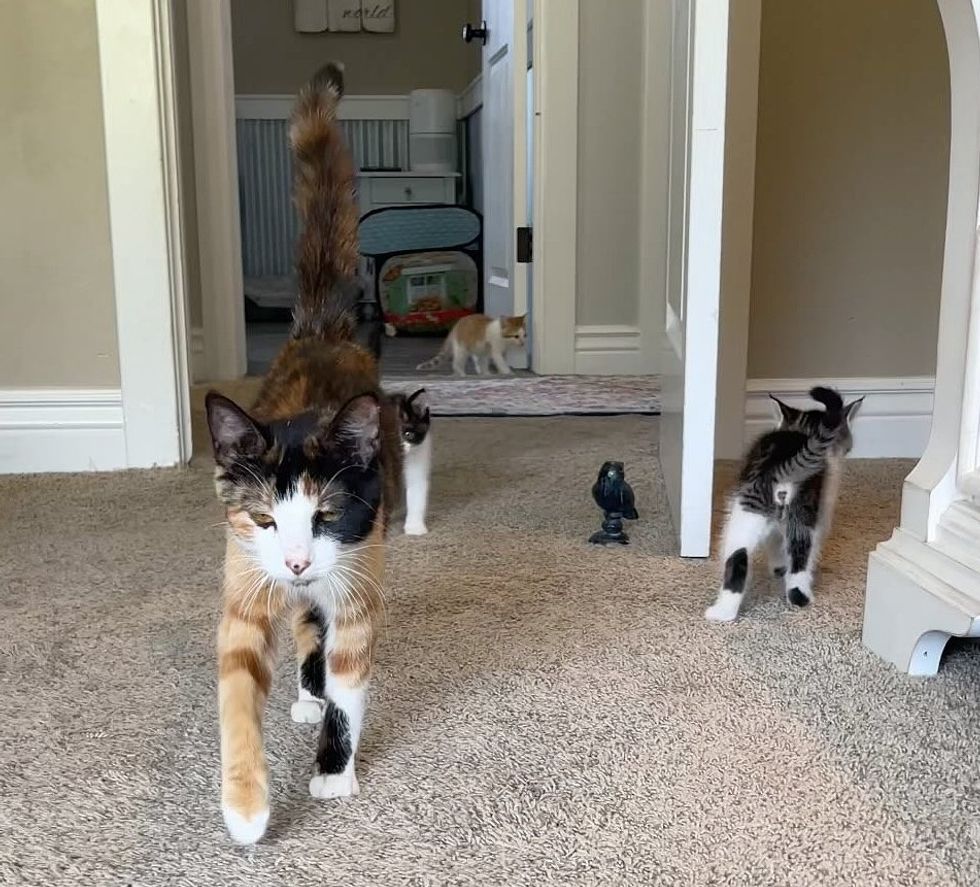 kittens cat exploring