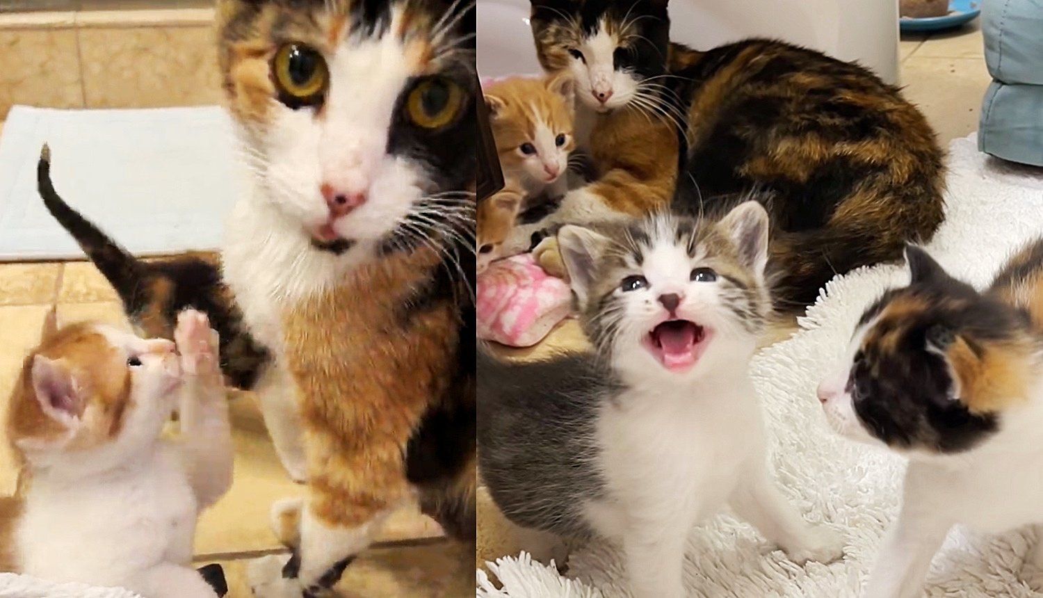 Cat and Kittens Found Outside a Tire Center Give Home Life a Try, It's the Sweetest Thing