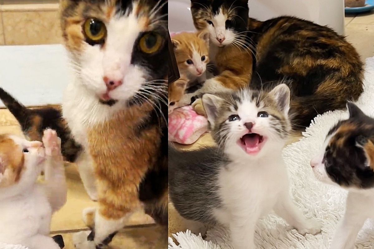 Cat and Kittens Found Outside a Tire Center Give Home Life a Try, It's the Sweetest Thing