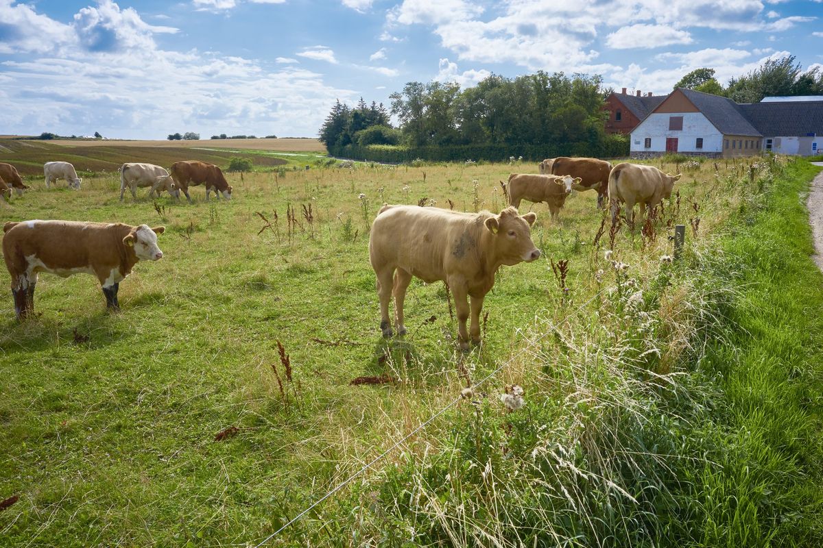La tassa sulla carne diventa una realtà: inizia la Danimarca