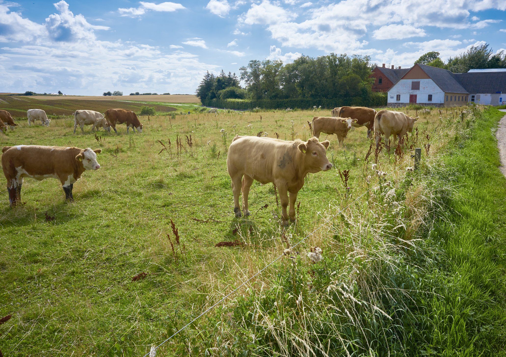 La tassa sulla carne diventa una realtà: inizia la Danimarca