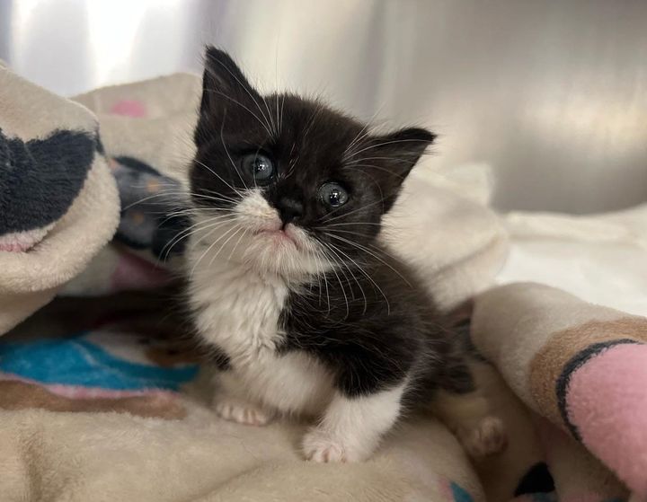 sweet tuxedo kitten