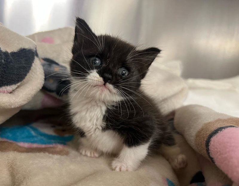 sweet tuxedo kitten