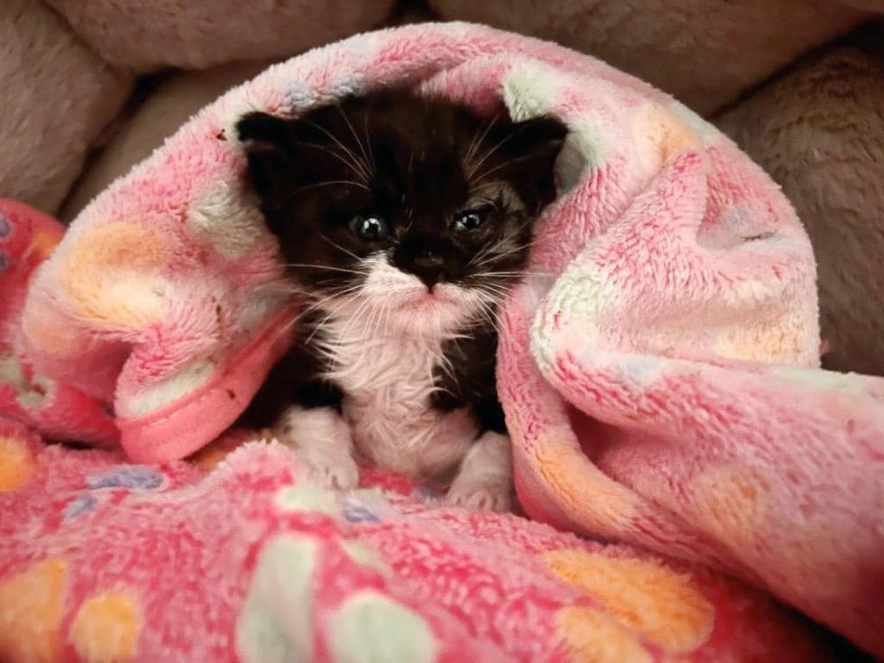 sweet tuxedo kitten