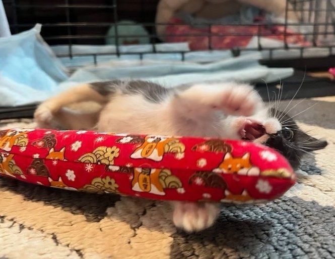 playful happy kitten