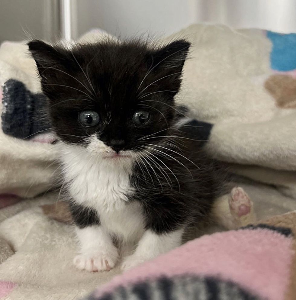 tuxedo kitten sweet