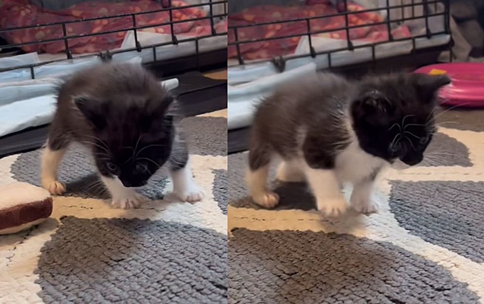 kitten standing sweet