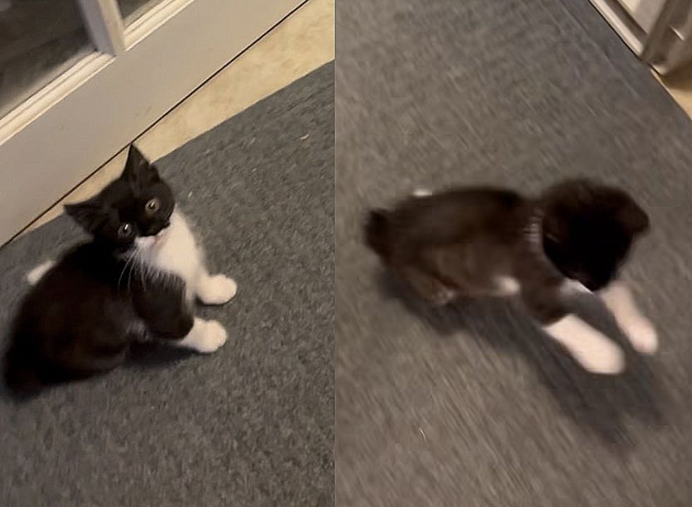 happy playful tuxedo