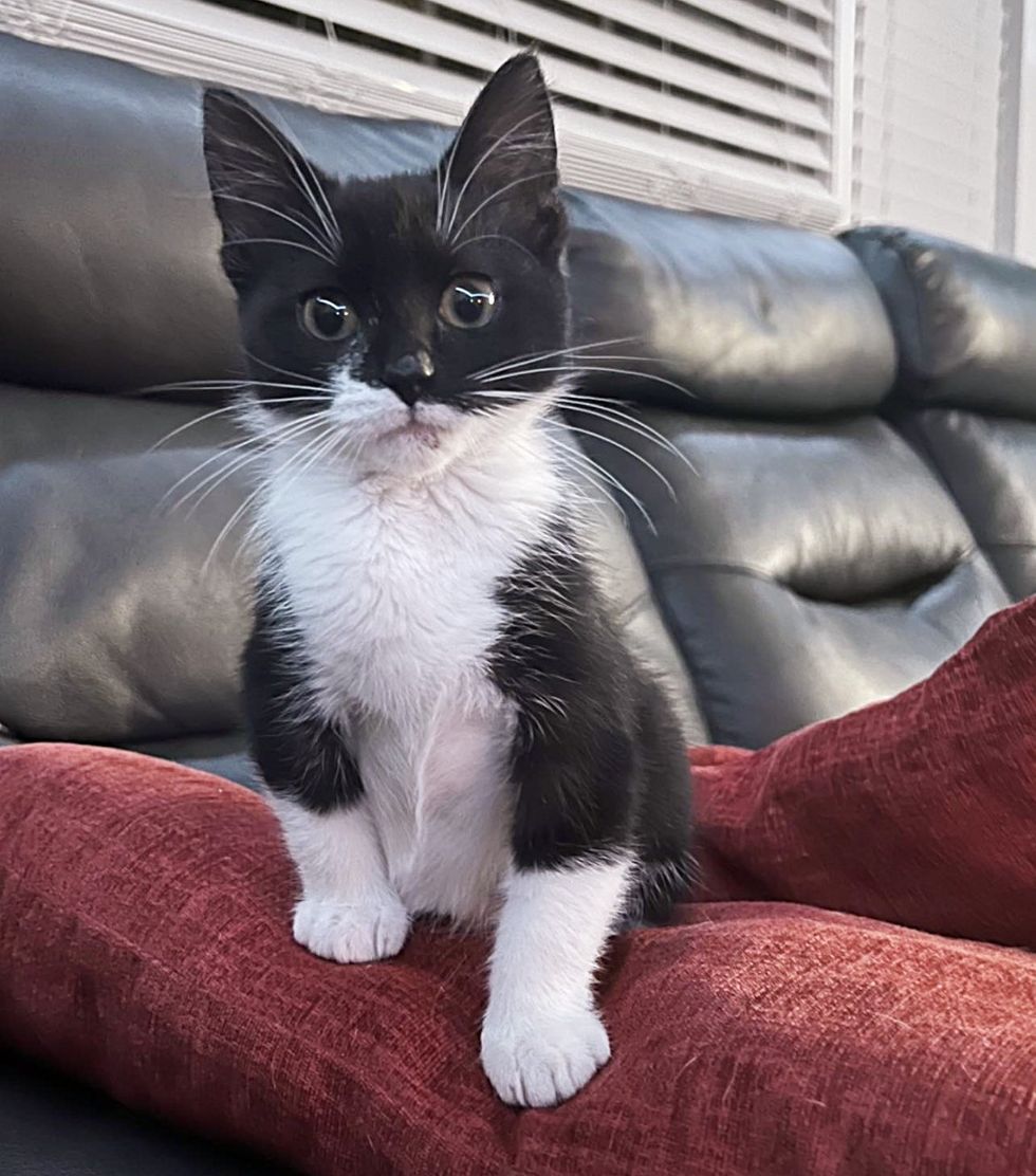 sweet tuxedo kitten