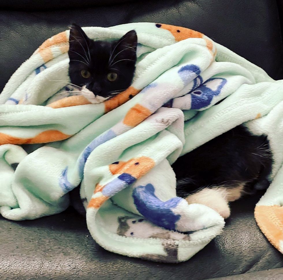 tuxedo kitten blanket
