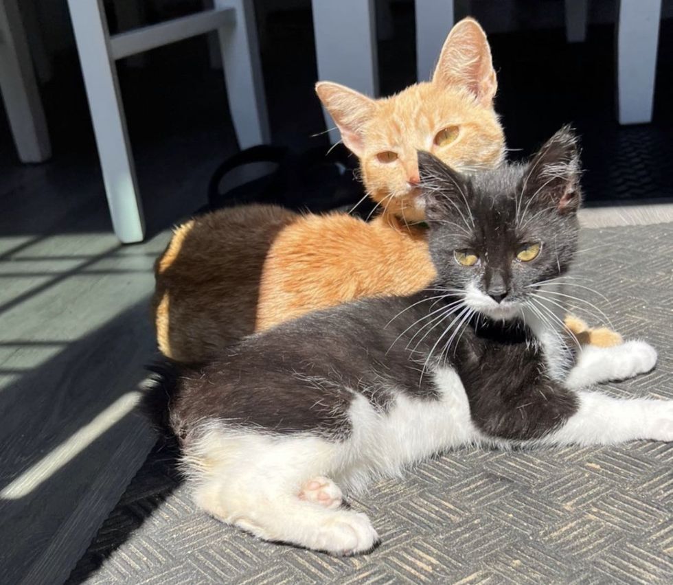 kitten friends sun bathing