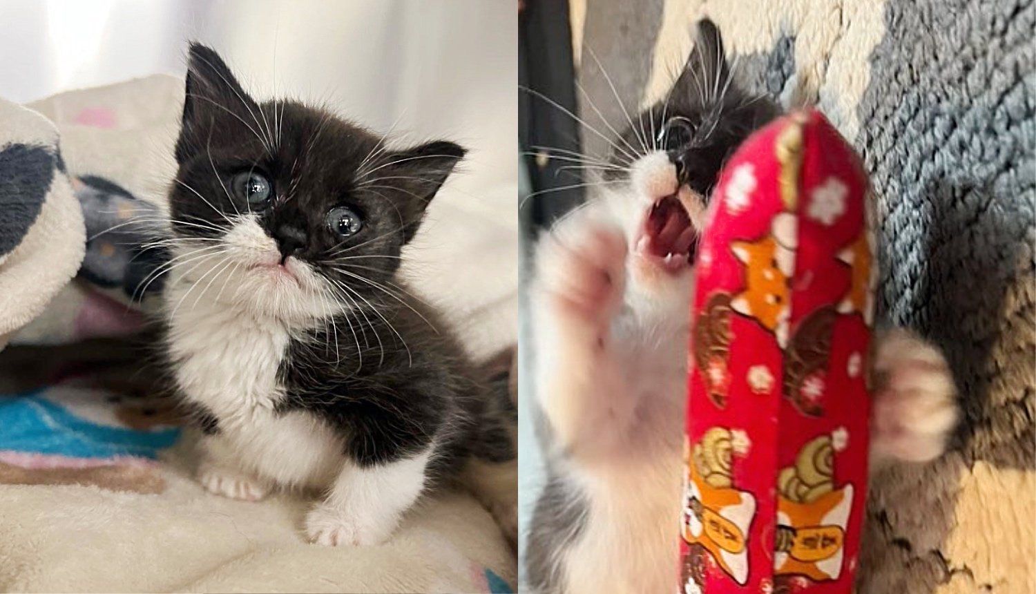 Kitten Can't Walk for Weeks, Starts to See Remarkable Changes, Now Zooms and Hops Around with So Much Joy