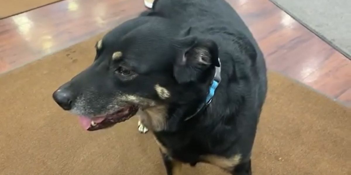 NextImg:Stray dog repeatedly escaped from shelter to hang out in a nursing home. Now, he gets to call it his own: 'If it's meant to be, it's meant to be.'