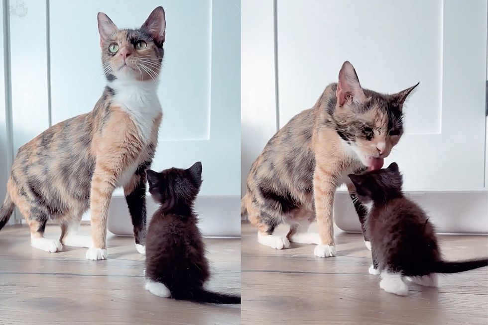 cat accepts new kitten
