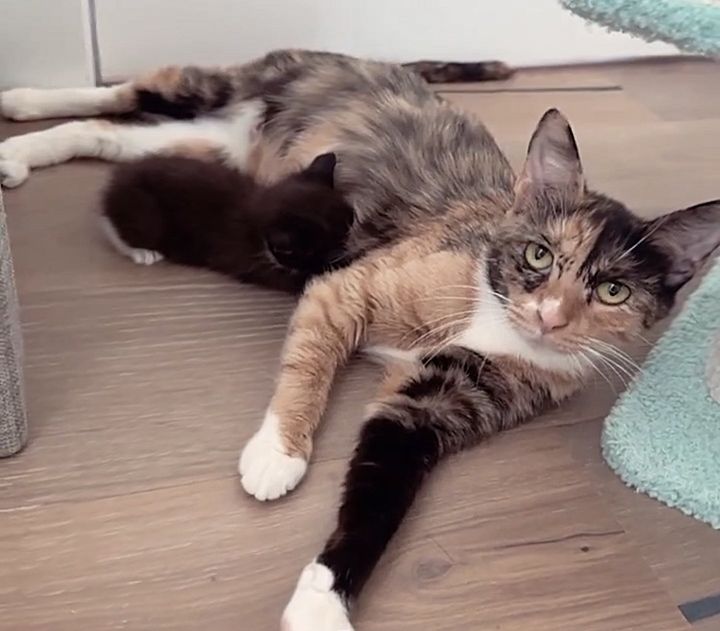 cat mom nursing kitten