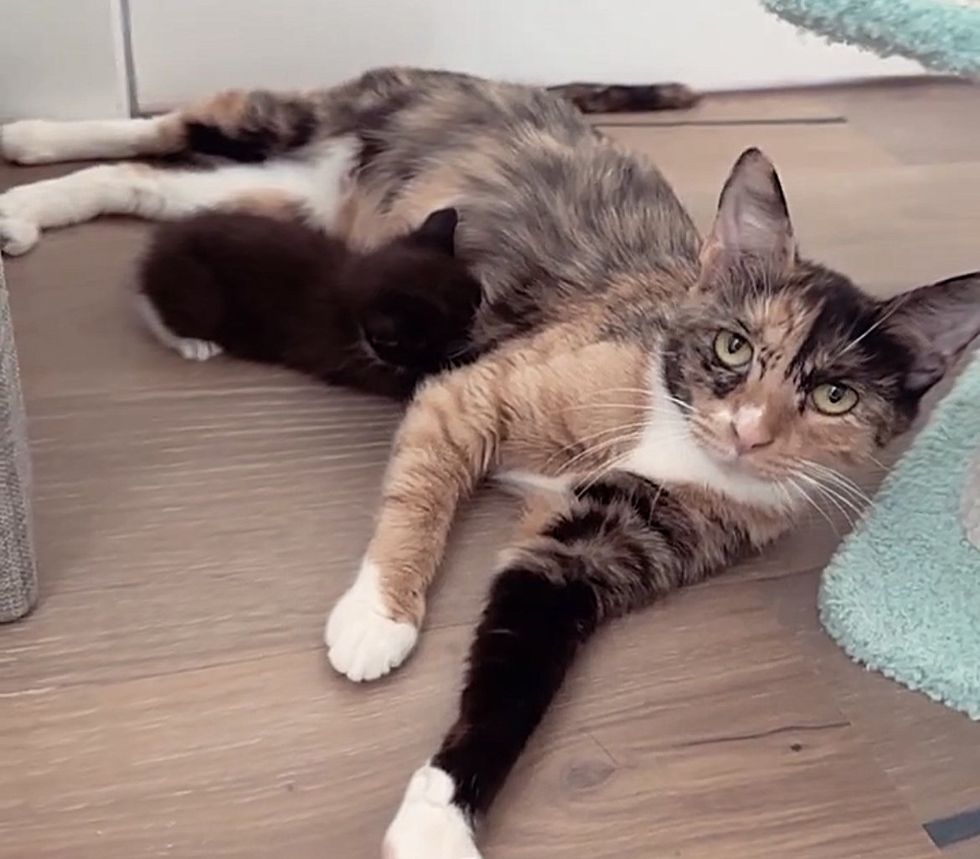 cat mom nursing kitten