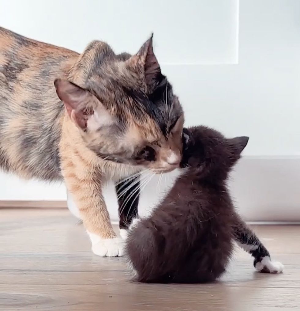 cat kisses kitten