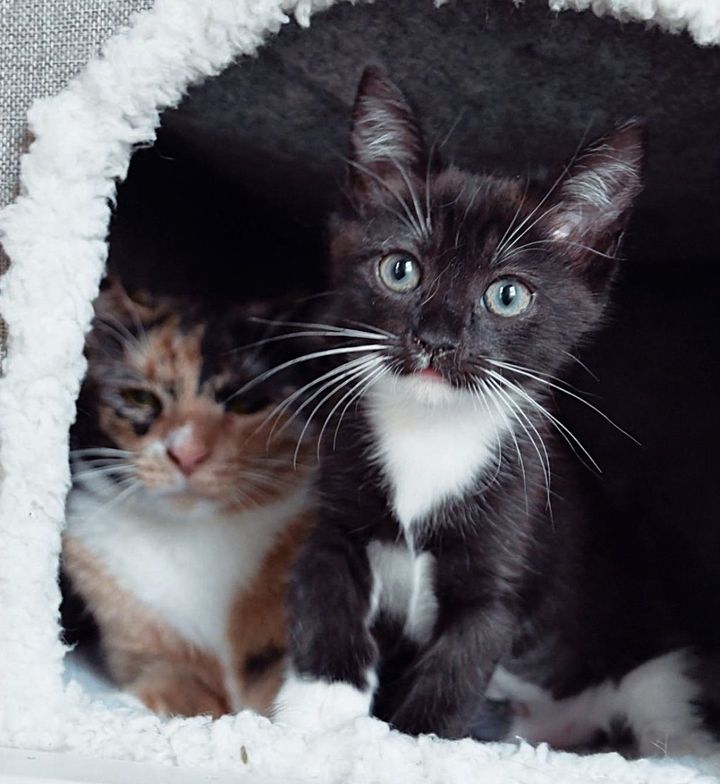 sweet tuxedo kitten cat