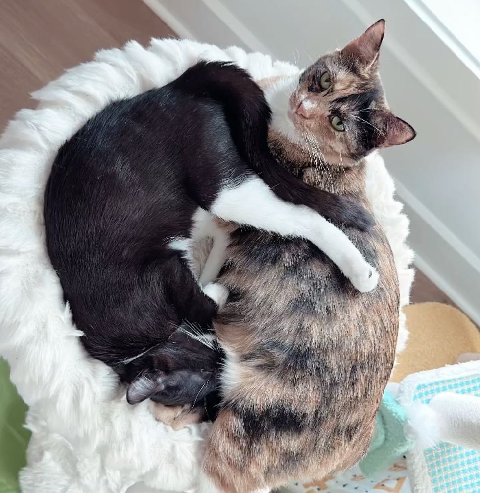 kitten cuddles cat
