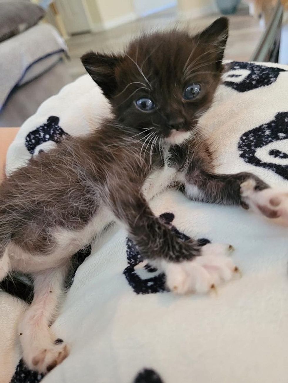 rescued tiny kitten tuxedo