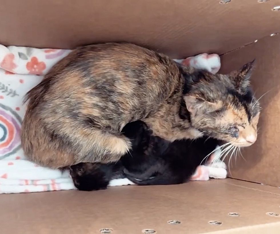 calico cat kittens