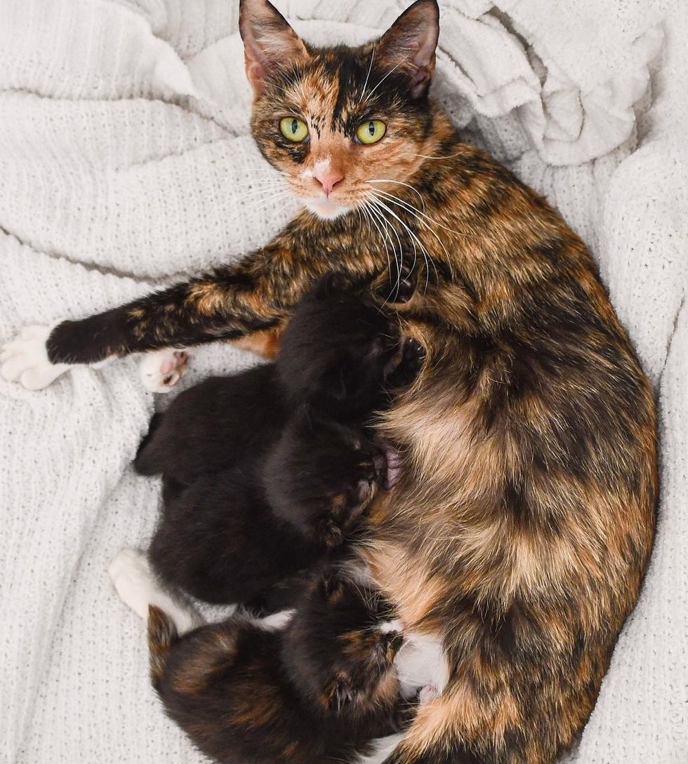 cat mom nursing kittens