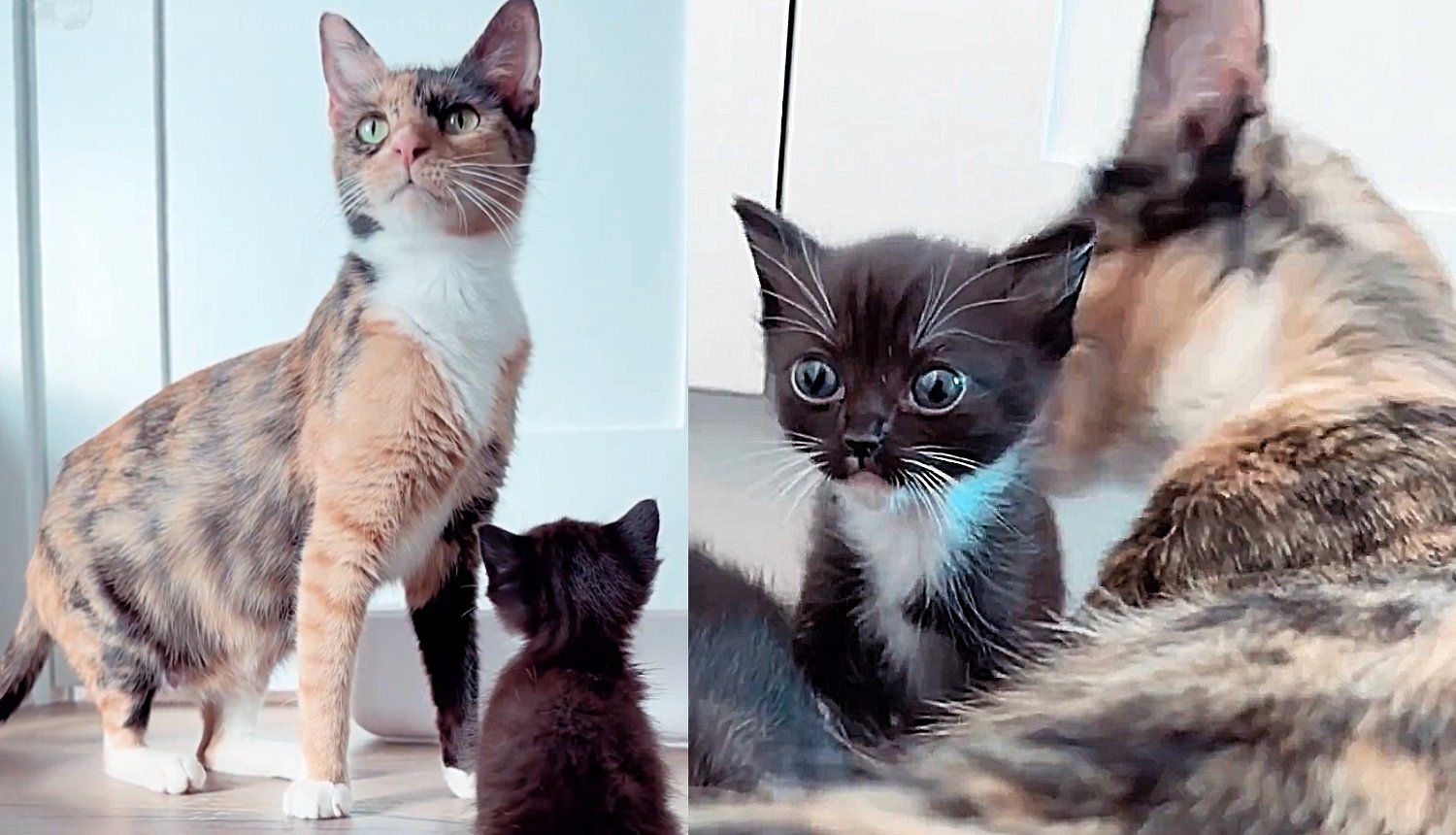 Cat Took Lonely Kitten in As Her Own, 16 Weeks Later They Got Their Best Wish Together