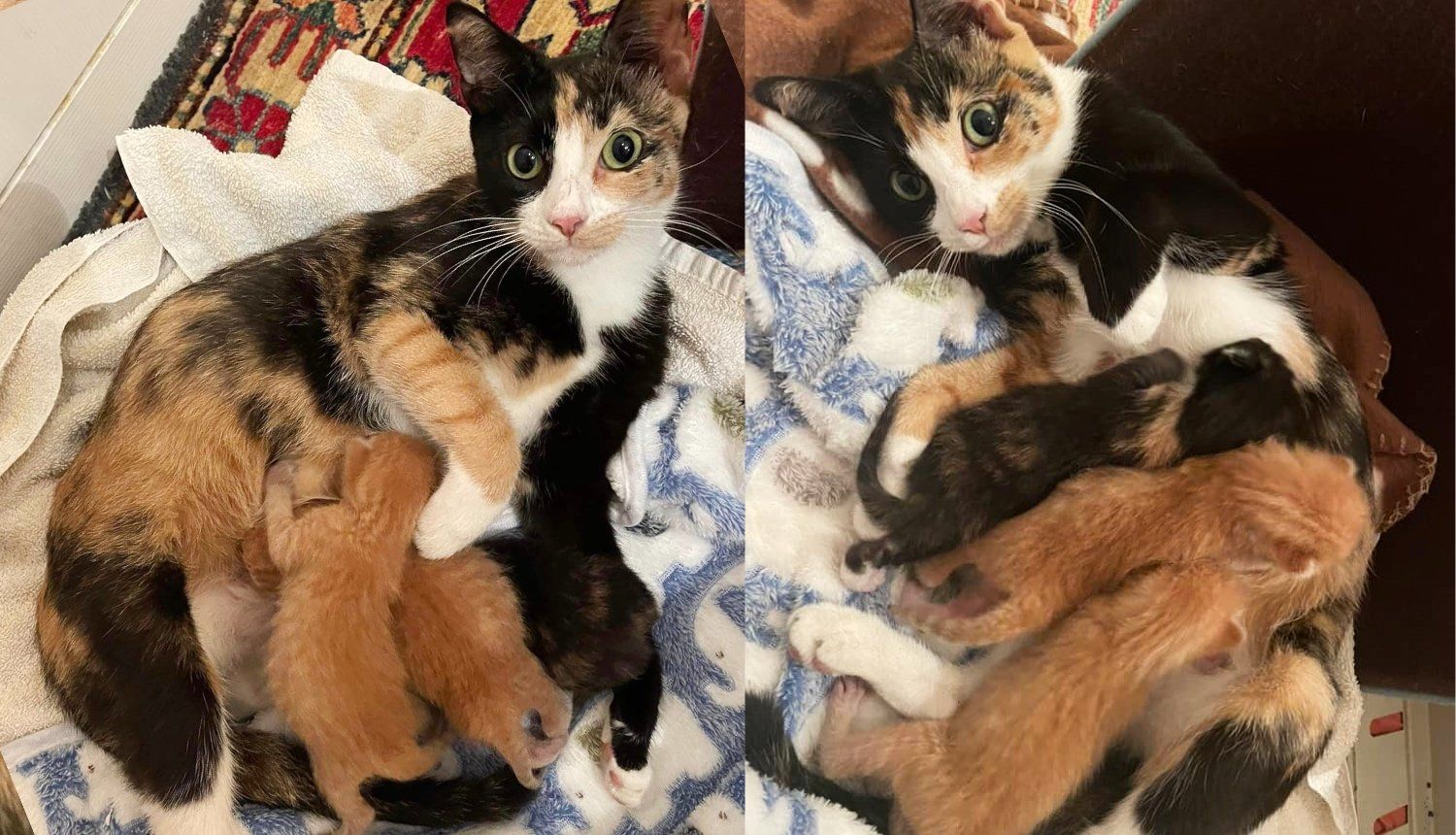 Cat Stumbles Upon Kind Person at Gas Station and Leads Her to Where She's Hidden Her Kittens