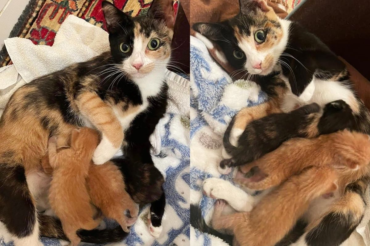 Cat Stumbles Upon Kind Person at Gas Station and Leads Her to Where She's Hidden Her Kittens