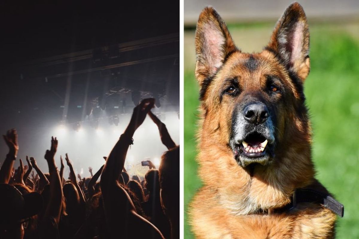 Metallica; dog Metallica concert; dog goes to concert; humor; viral story