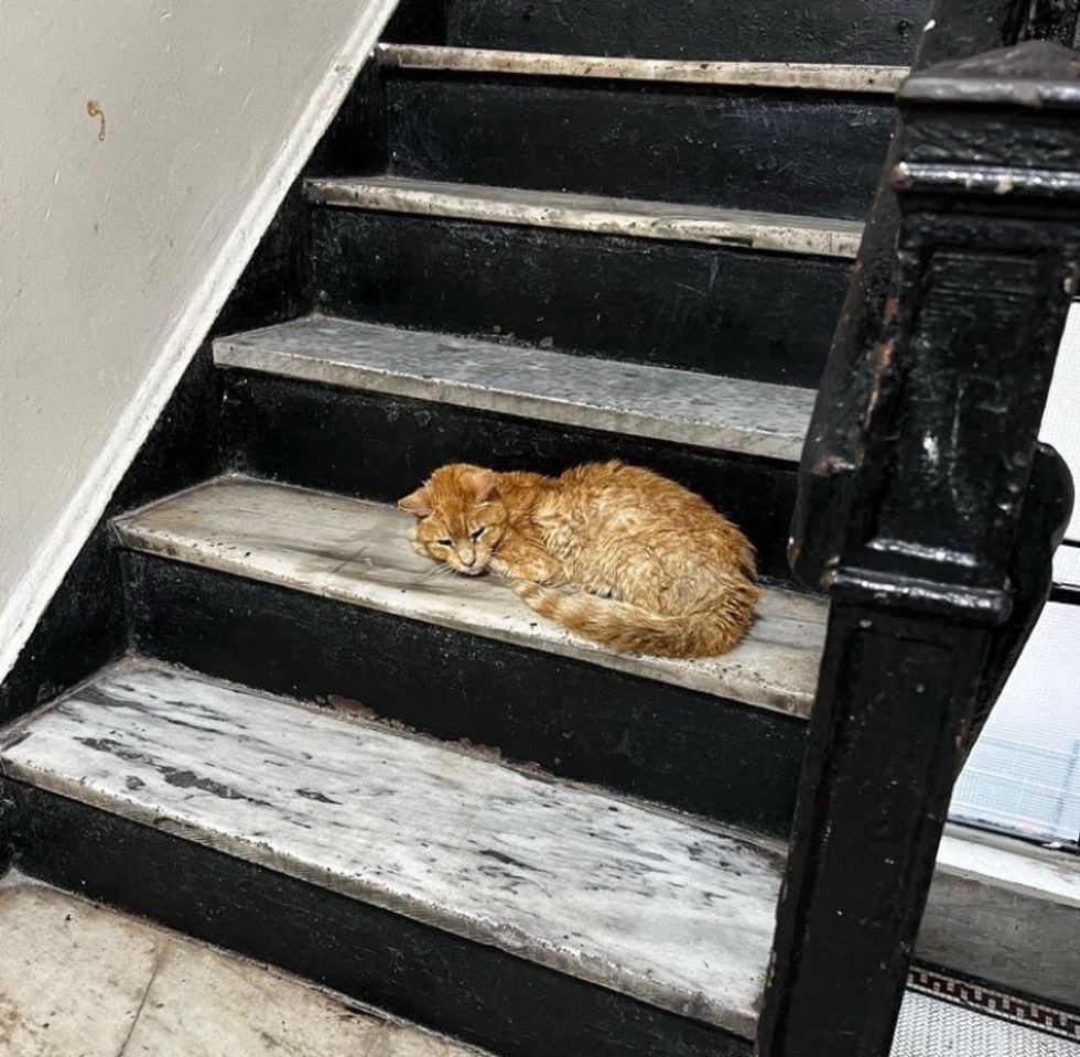 cat stray stairs