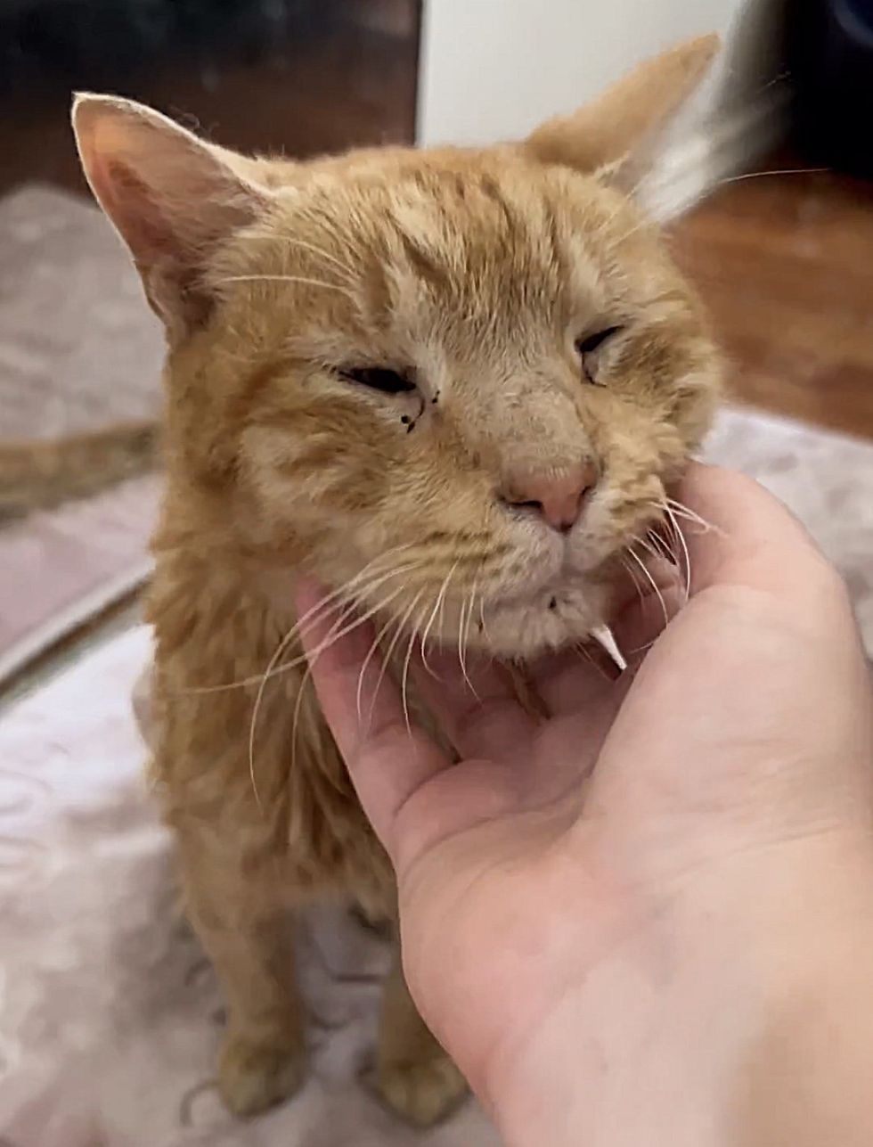 sweet orange tabby snuggles