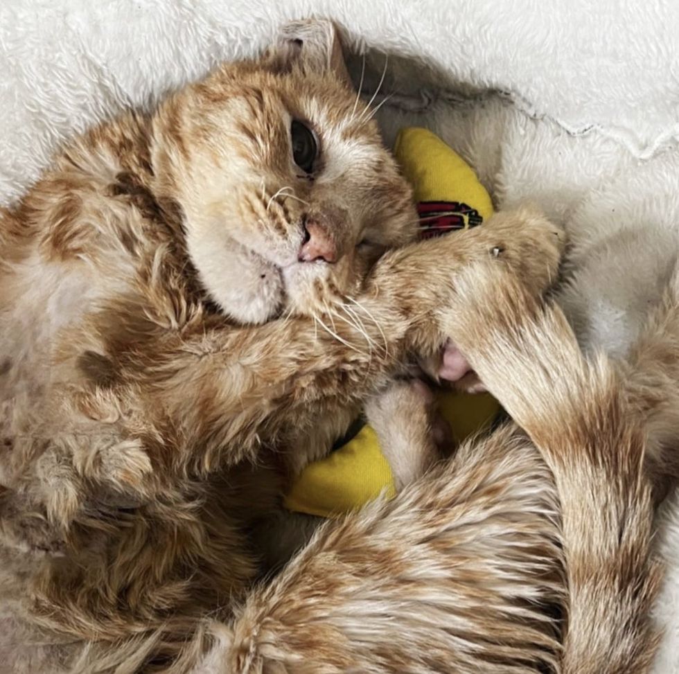 snuggly cat orange tabby