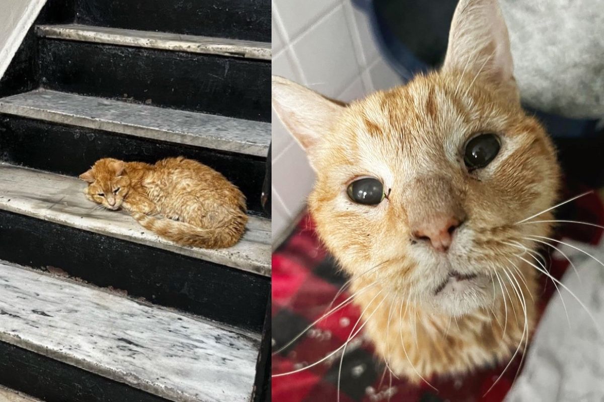 Cat Found on Stairs in Apartment Building by Kind Neighbor, 2 Weeks Later His Life Completely Changed