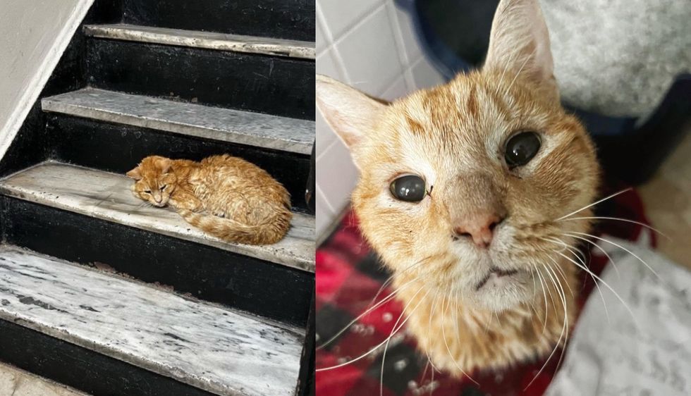 Cat Found on Stairs in Apartment Building by Kind Neighbor, 2 Weeks Later His Life Completely Changed